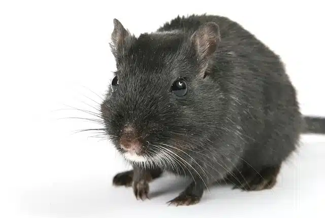 rat